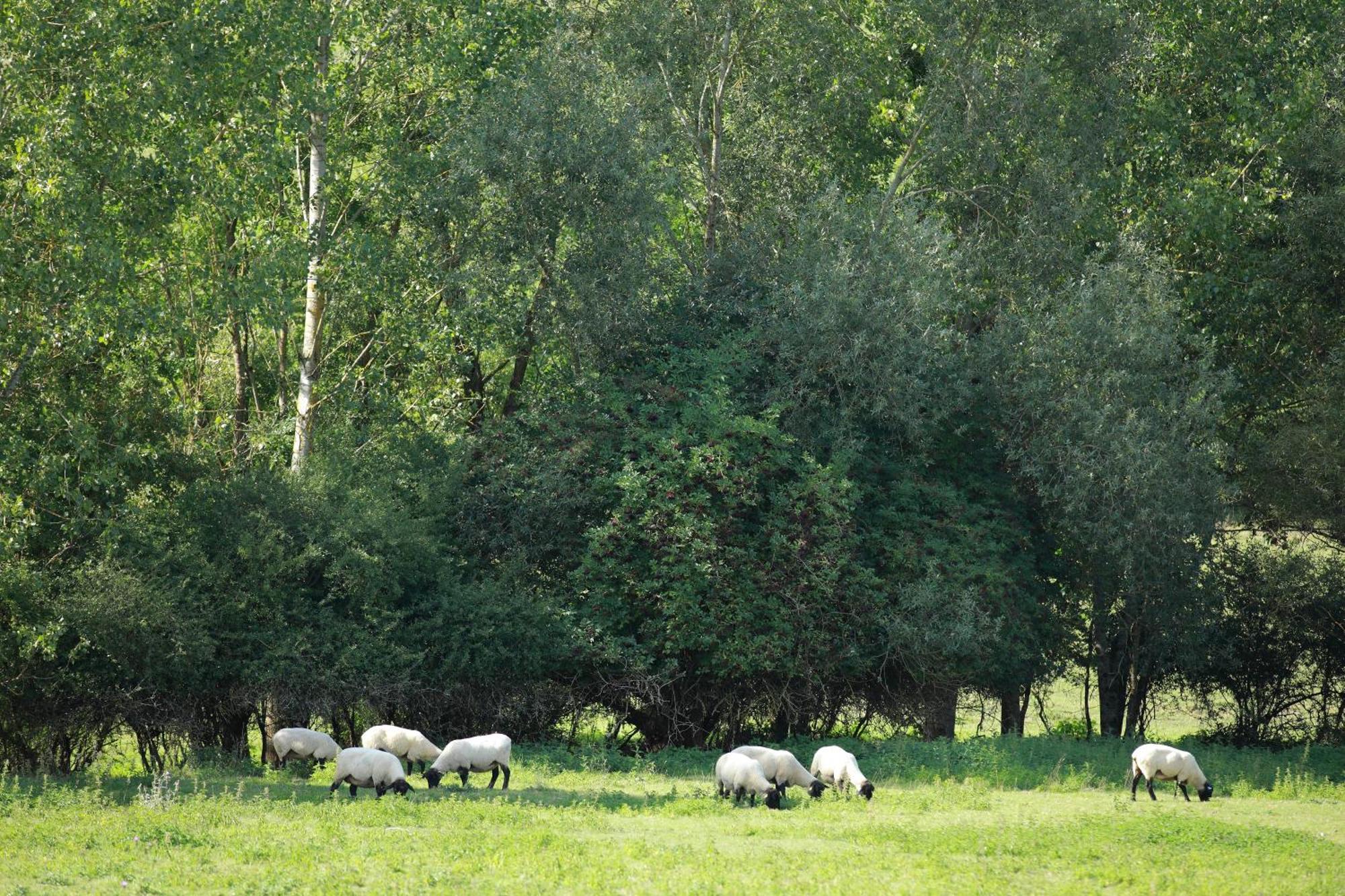 Auberge Du Parc Baudricourt Bilik gambar